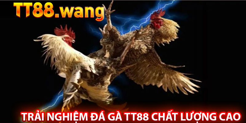 Trải Nghiệm Đá Gà TT88 Chất Lượng Cao