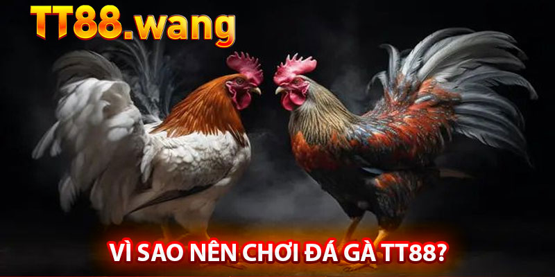 Vì Sao Nên Chơi Đá Gà TT88?